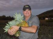 Stephen Pace is a third generation pineapple farmer who runs his family farm at Rollingstone and supplies 100 per cent fresh fruit. Picture by Steph Allen
