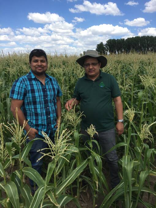 PADDOCK LOOK: Graham Centre scientists Dr Syed Rizvi and Dr Ahsanul Haque carrying out field samples as part of the research. 