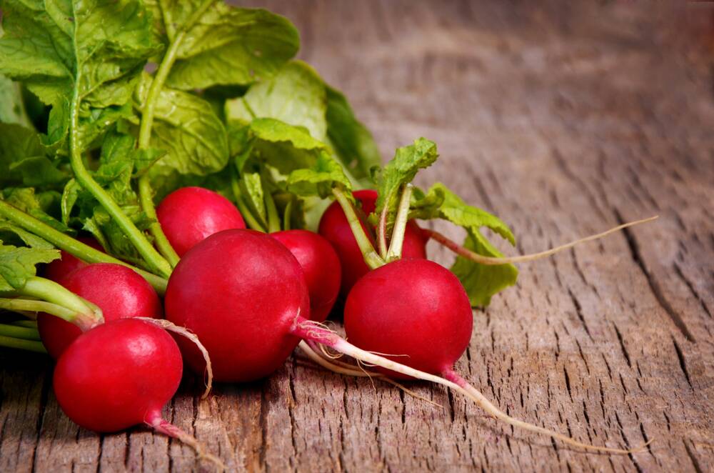 Radishes grow quickly and this can be boosted by the addition of liquid fertiliser.