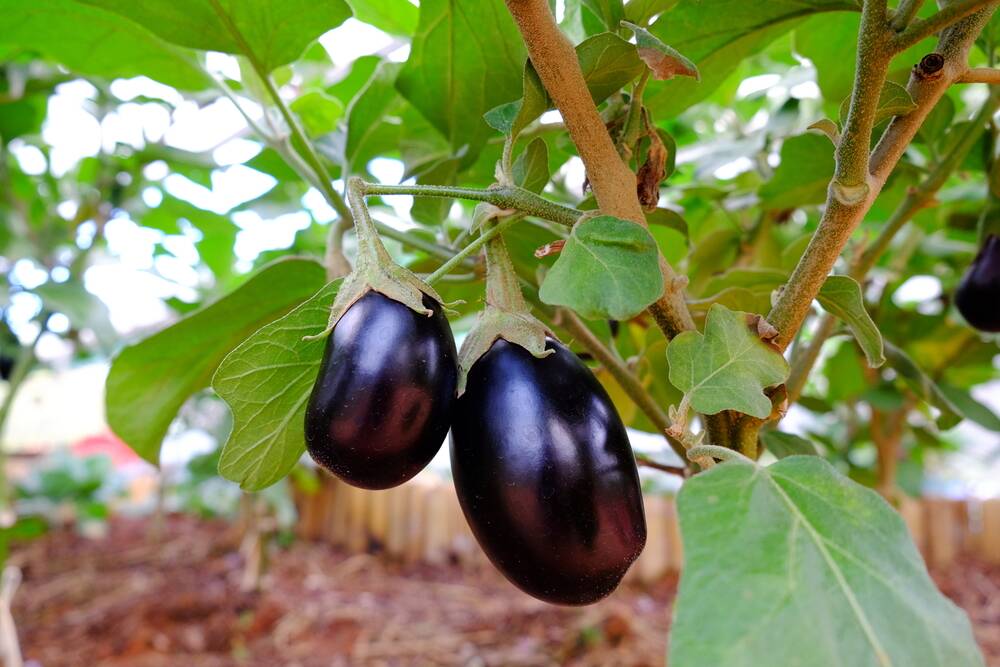 Eggplants are slow to mature and thrive in a rich, well-drained soil.
