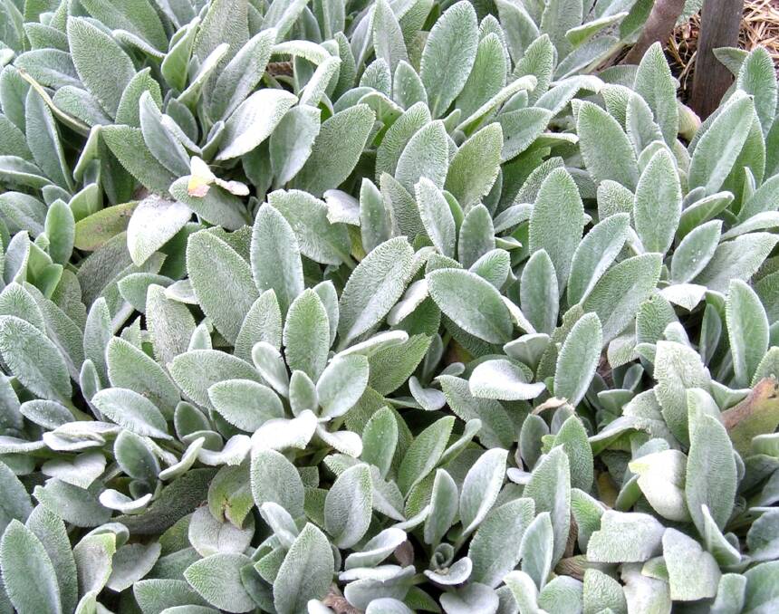 Silver-gray leaves are a sign a plant can tolerate sunny positions and alkaline soils.