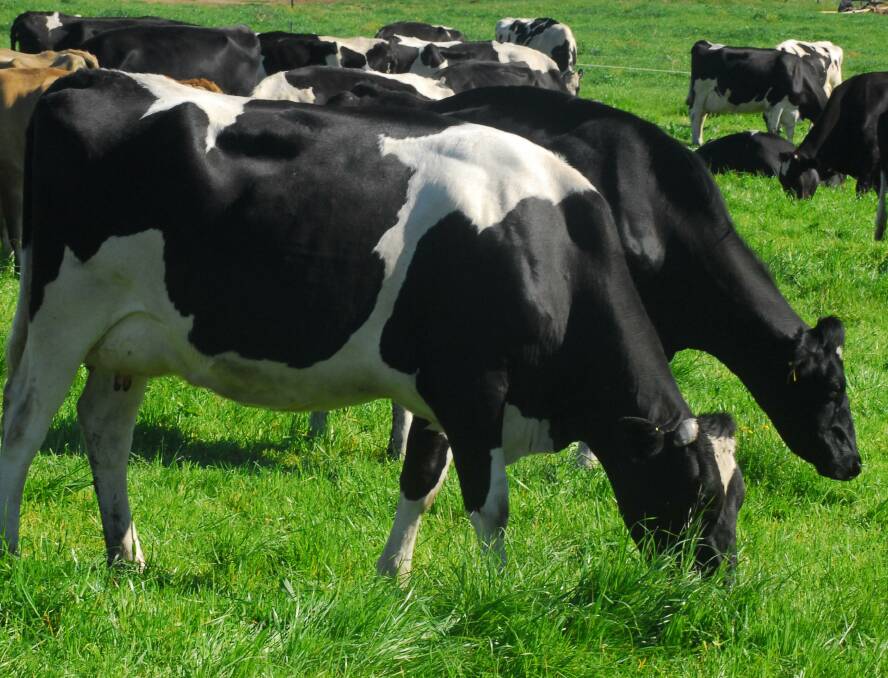 New technologies such as rumen methane management products and farm manure digester plants could cut dairy farmer emissions in half, but they're expensive. File photo