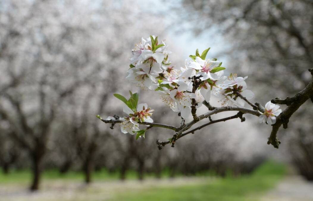 The Australian almond crop is tipped to rebound to about 164,000 tonnes this year. File picture