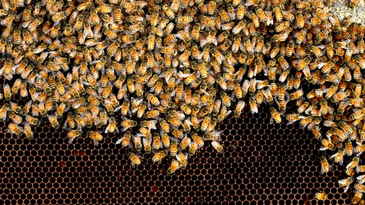 BUZZ NUMBERS: According to industry figures, there are 5179 apiarists in NSW with less than 50 hives (26,250 total hives) and 552 apiarists with more than 50 hives (270,782 hives total). 
