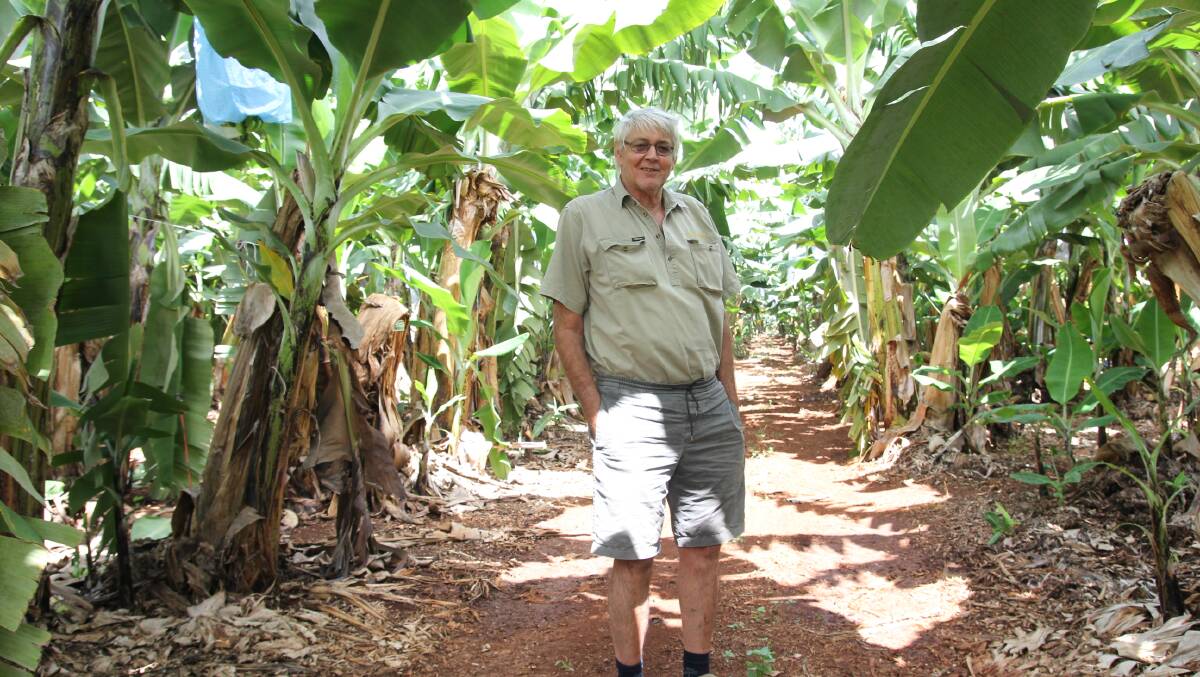 MANAGING RISK: Multi-crop farmer Dennis Howe, Howe Farming, will consider removing poorer performing banana blocks if water allocations for the 2018 year are reduced.