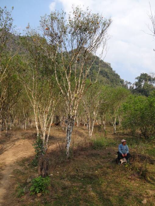 An orchard dying due to huanglongbing (HLB) in Laos. Picture supplied by Nerida Donovan