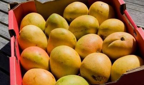 Recall of mangoes after fruit fly discovery