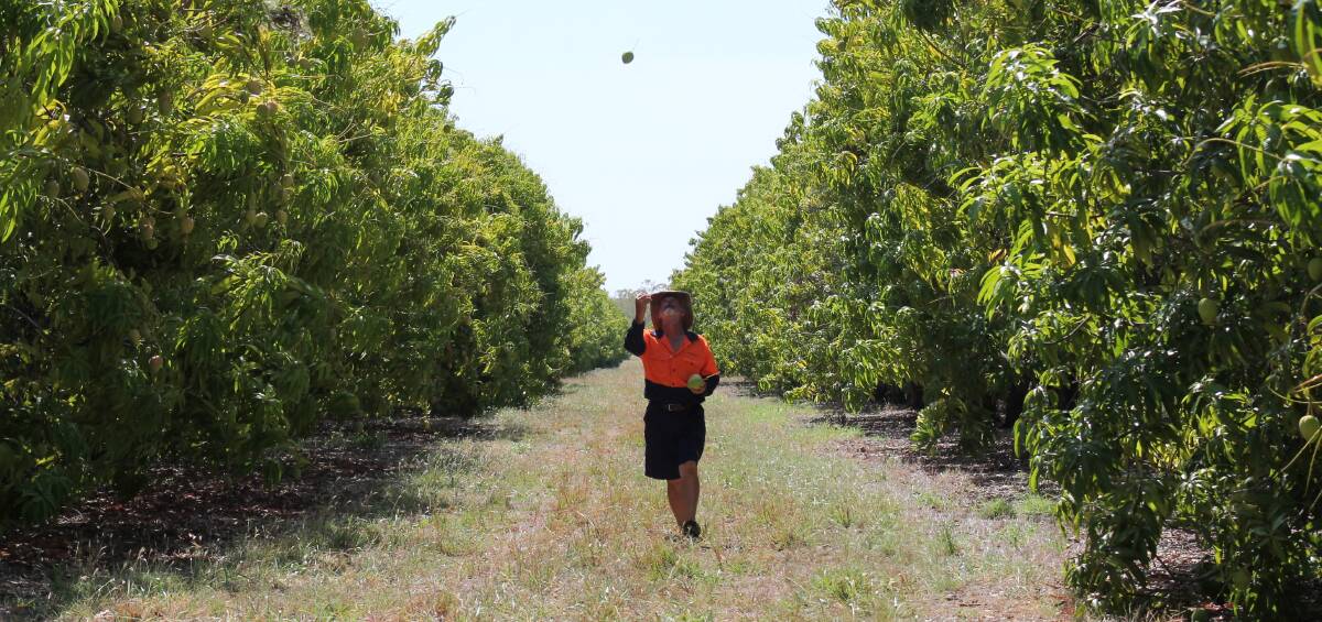 HIGH HOPES: Manbulloo Mangoes plantation manager Andrew Bagley is looking forward to a high-quality harvest. Picture: Chris McLennan.