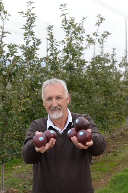 Batlow Fruit Cooperative regional orchard manager Andrew Desprez with some of the new season Bravo now available. This the second year of Bravo cropping at Batlow.