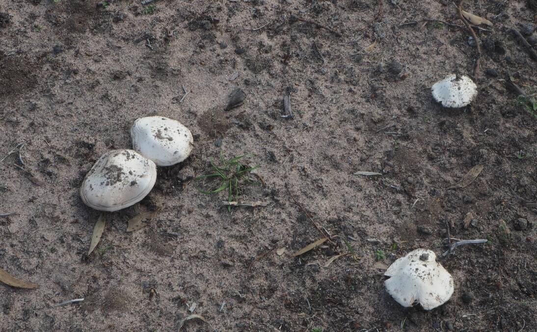 Mushrooms are popping up everywhere in the Wimmera.