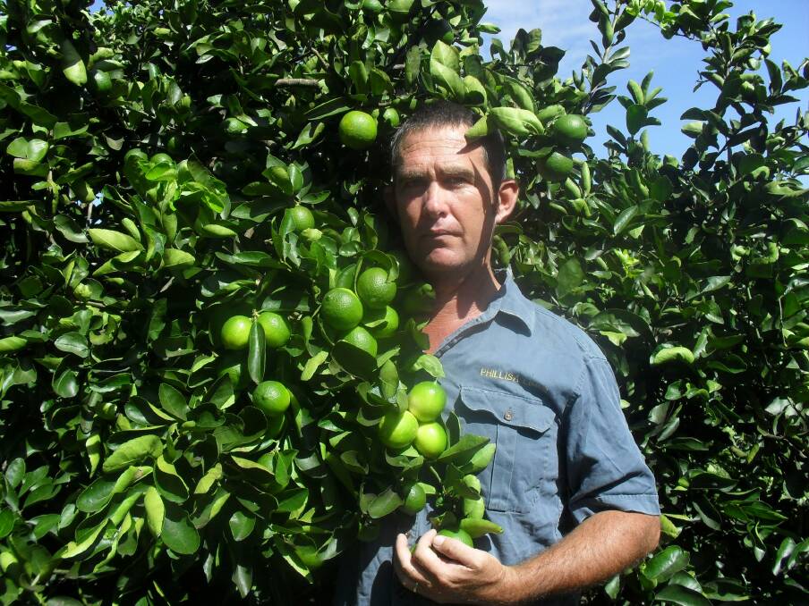 WATER FIX: Queensland Lime orchardist Phil Oliver shows how DELTA treatment has helped his lime trees flourish. 
