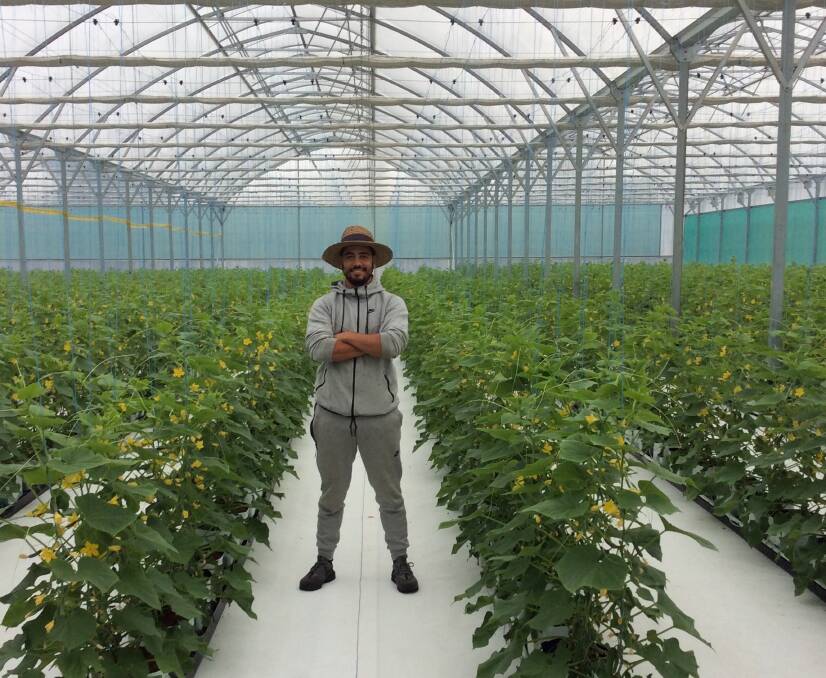 PROTECTED: Matt Kingston from Wilarene Farm at Cordalba, stands proudly in the 4000 metre-square green house funded by a QRAA Sustainability Loan.