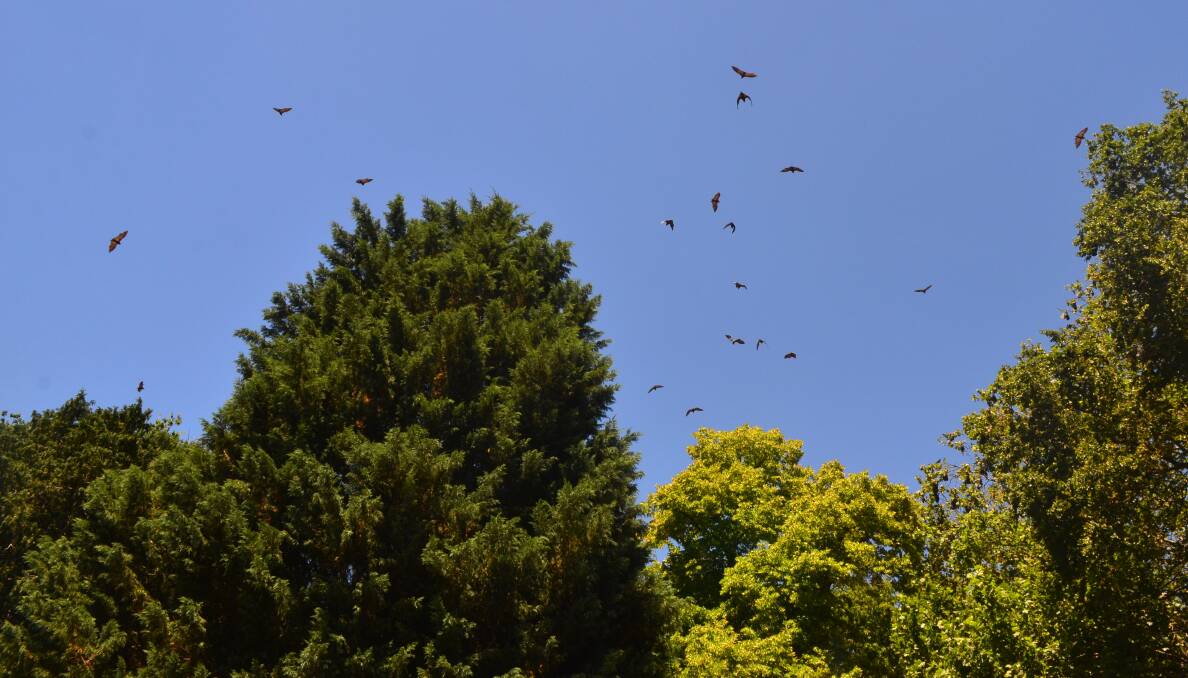 FLYING HIGH: Flying foxes swarm around the tops of large trees near the rose garden at the Kite Street end of Cook Park on Monday. Photo: DECLAN RURENGA 