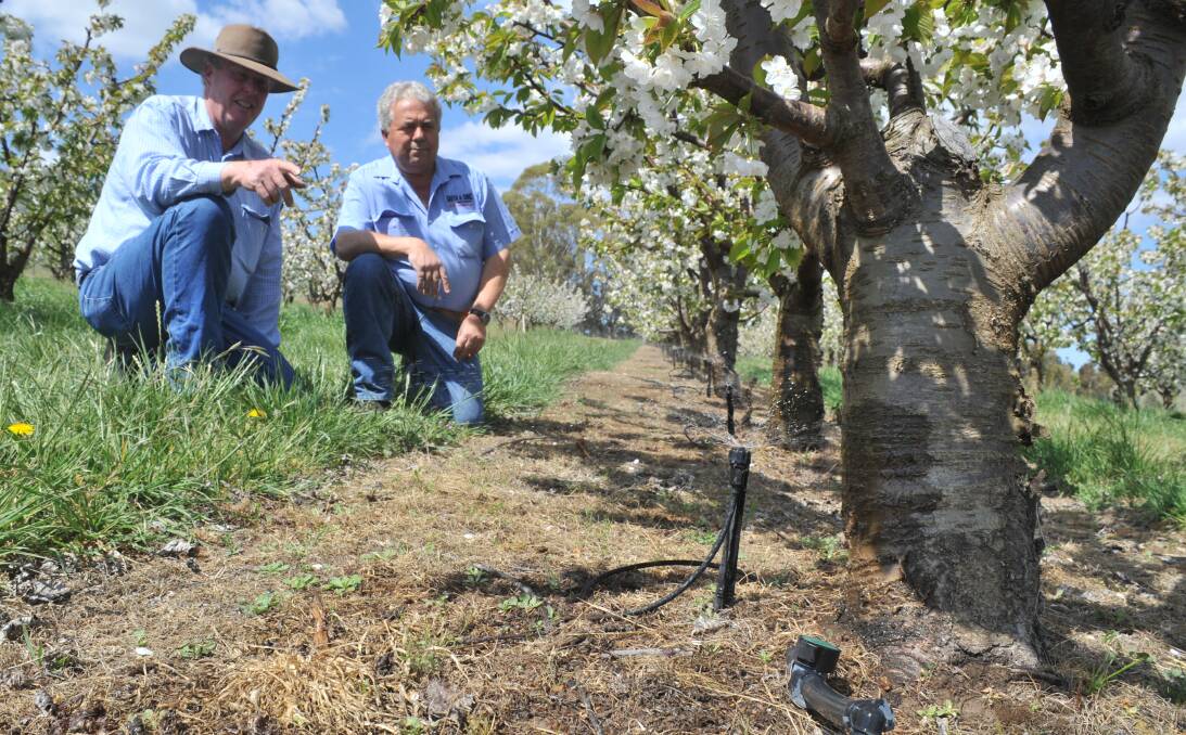NSW Farmers Orange branch chair Bruce Reynolds with cherry grower Guy Gaeta in his cherry orchard that needs watering. Photo: Jude Keogh
