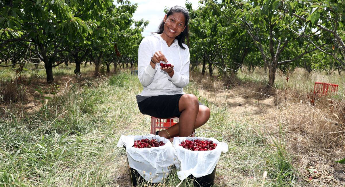 CHERRY RIPE: Sompit Simpson of Thailand with cherries she picked at Thornbrook Orchard on Tuesday. Photo: ANDREW MURRAY 1226amcherry12