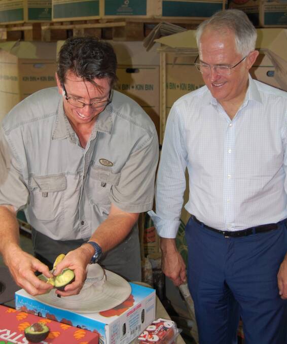 NICE SLICE: Bundaberg avocado grower Craig Van Rooyen slices open a perfect specimen to show the quality to Prime Minister Malcolm Turnbull during the PM's visit. 