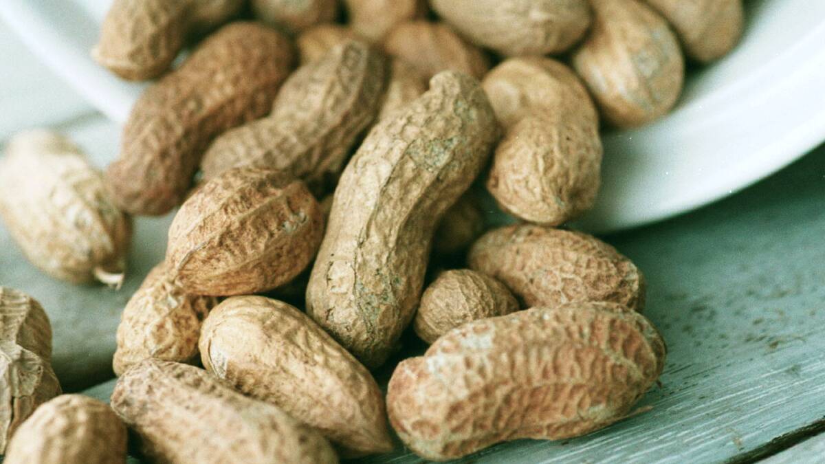 Estimates cracks Argentina’s peanut smut outbreak