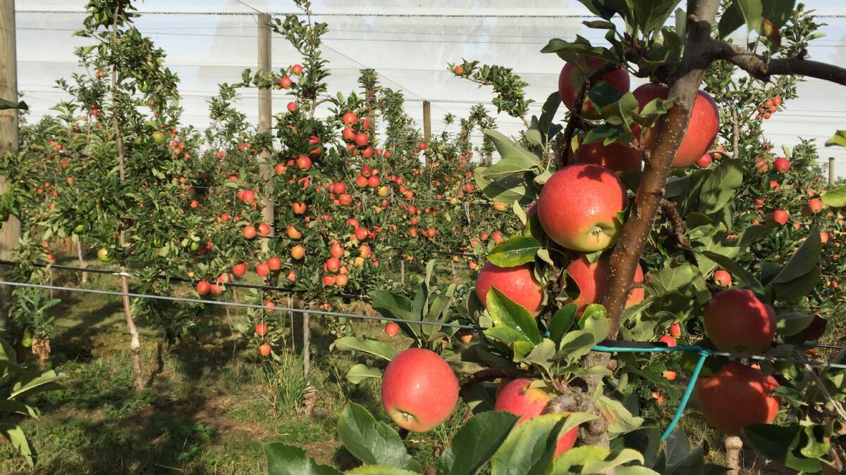WATER WISE: According to Brad Georges, Greeneye Markets, orchards provide more value per megalitre of water in terms of employment and income than any other agriculture industry.