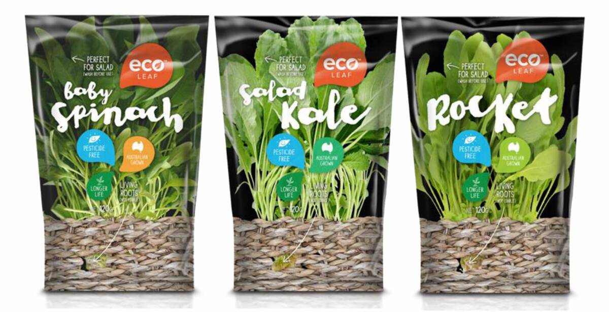 FRESH PACKED: The Ecoleaf range of hydroponic vegetables includes baby spinach, rocket and salad kale. The products are cooled and packed within one hour.