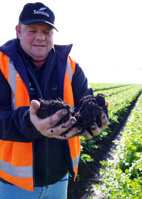 HANDFULS OF GOODNESS: Victorian vegetable grower Adam Schreurs, Clyde, says the business wasn’t sure about the soil type but so far indications have shown plenty of potential. 