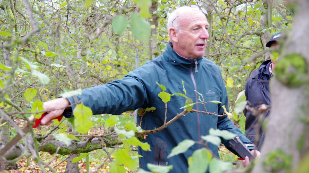 CUT ABOVE: Horticultural advisor Marcel Veens explains the importance of correct pruning techniques, suggesting simpler tree structures and regular replacement of varieties as two ways to increase yield.