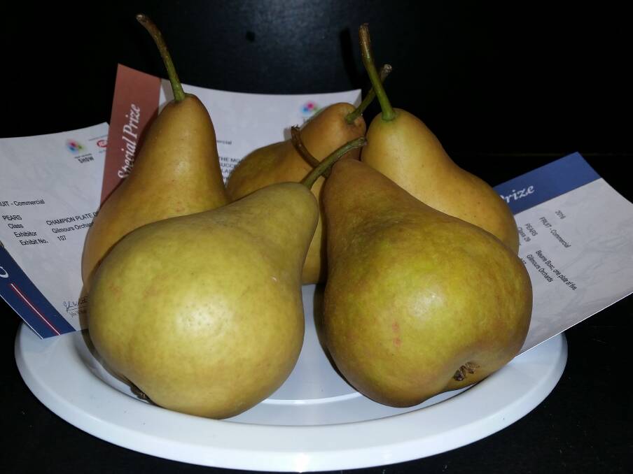 NEAR PEAR-FECTION: Gilmours Orchards' champion plate of pears which wowed judges enough to secure the blue ribbon. 