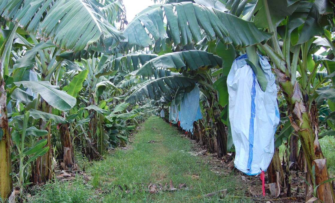 BATTLEGROUND: Containing panama disease is key to protecting Far North Queensland's banana industry.