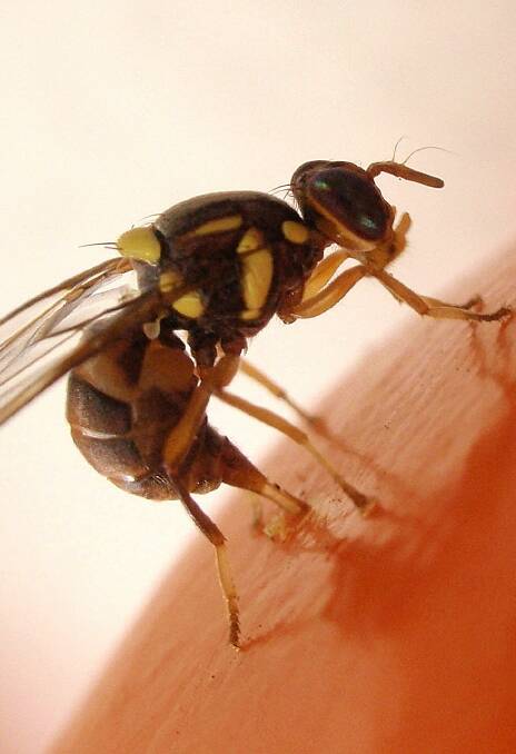 A Qld fruit fly.