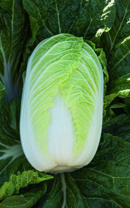 HEAD TURNER: The Chinese cabbage Suzuko prompted plenty of interest from National Horticultural and Innovation Expo attendees. 