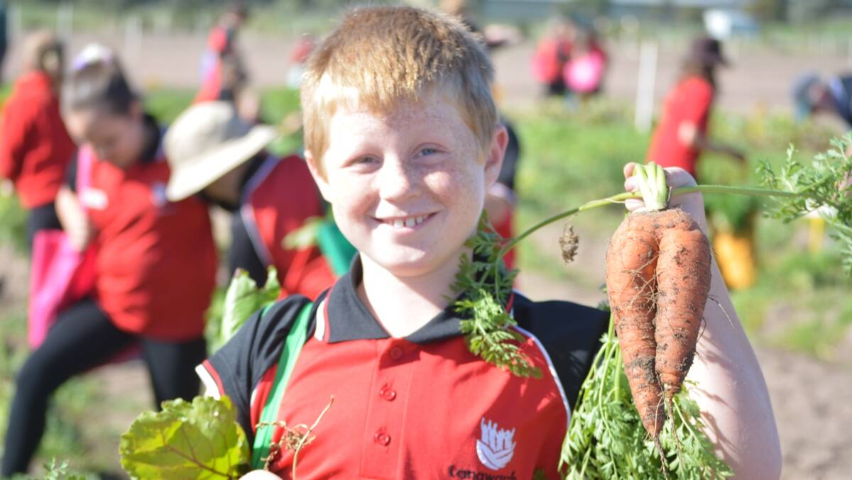 CARROT TOPS: A Langwarrin Primary School student discovers the excitement of unearthing a carrot at the Bejo Seeds trial plot. 