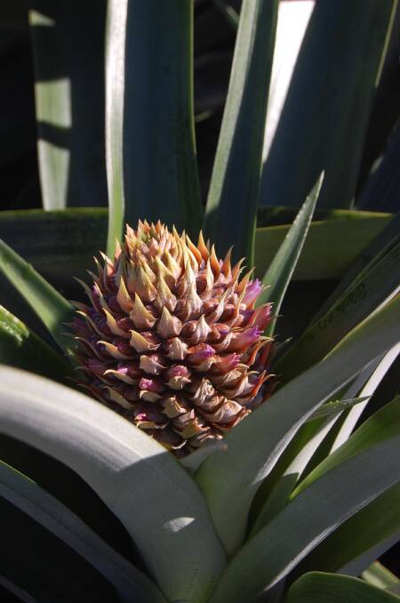 BIG POTENTIAL: A young GC2 pineapple growing on the Sherriff family's plantation at Tanby.