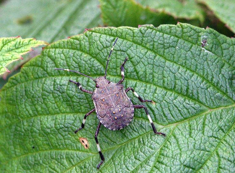 NASTY BUG: Brown marmorated stink bugs (Halyomorpha halys) have been detected on imported material from Italy in western Sydney. Photo: Gary Bernon, USDA APHIS, Bugwood.org)
