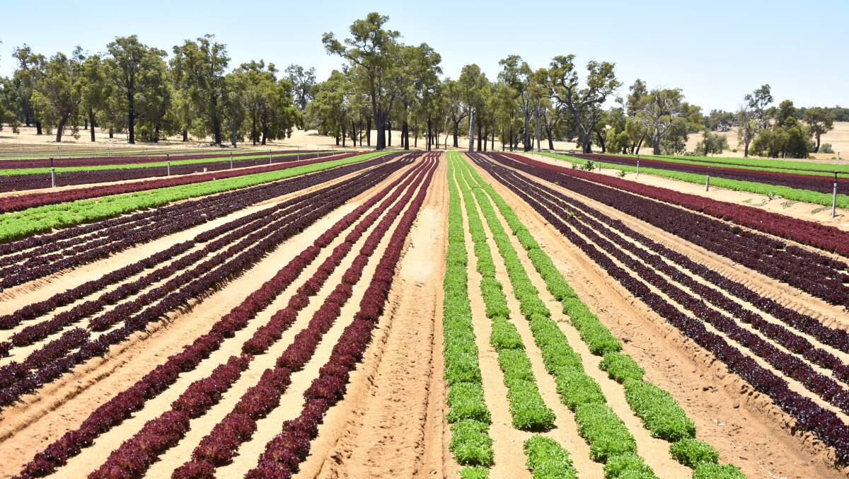 WA grower Kevan Dobra says the plants are looking very good and there is less burn in the lettuce. 
