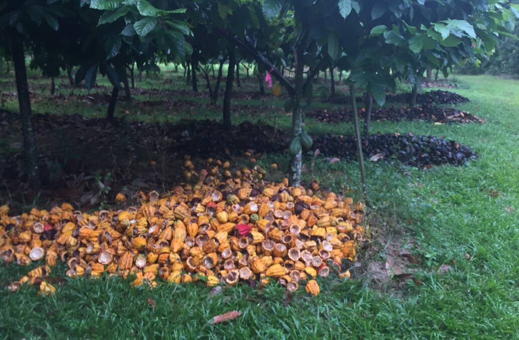 BENEFICIAL BOOST: Cacao husks placed under the trees have found to help pollination rates and increase the abundance of predators that may help control pests. 
