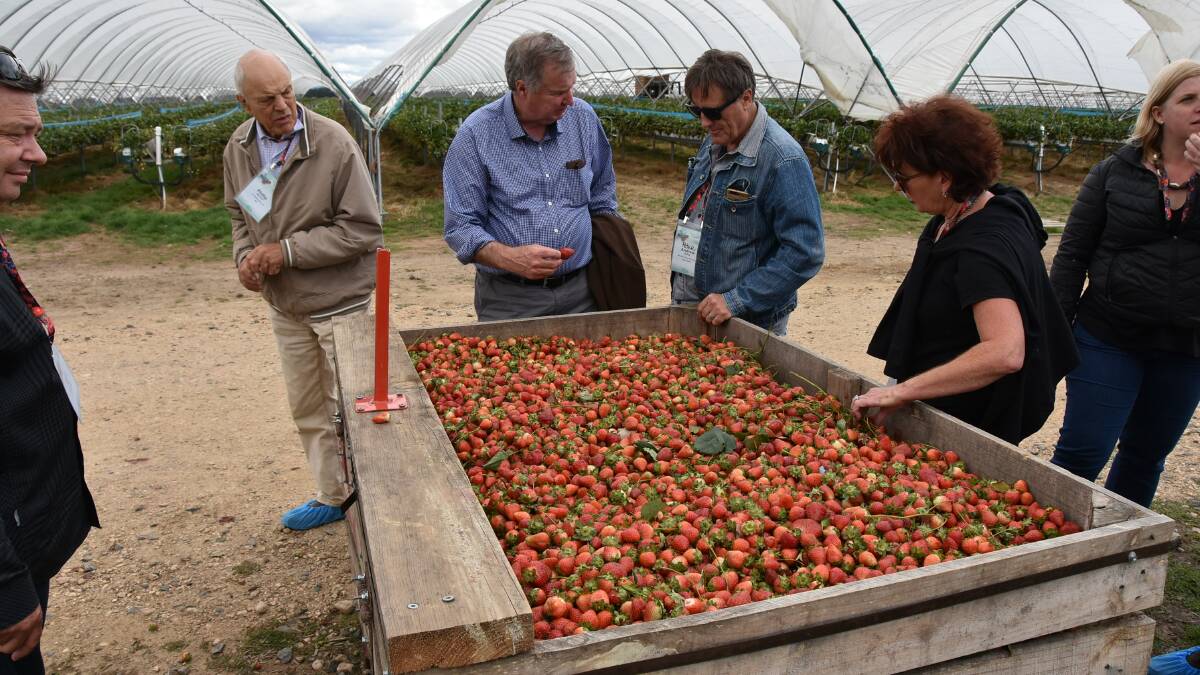 BerryQuest International 2018 delegates go to visit some of the top berry growers in Tasmania on the last day of the conference. 