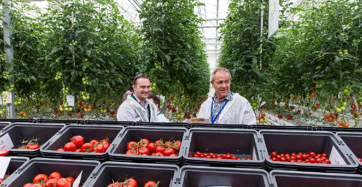CHOICES: Delegates peruse the display of tomato varieties within the De Ruiter glasshouse in Melbourne.