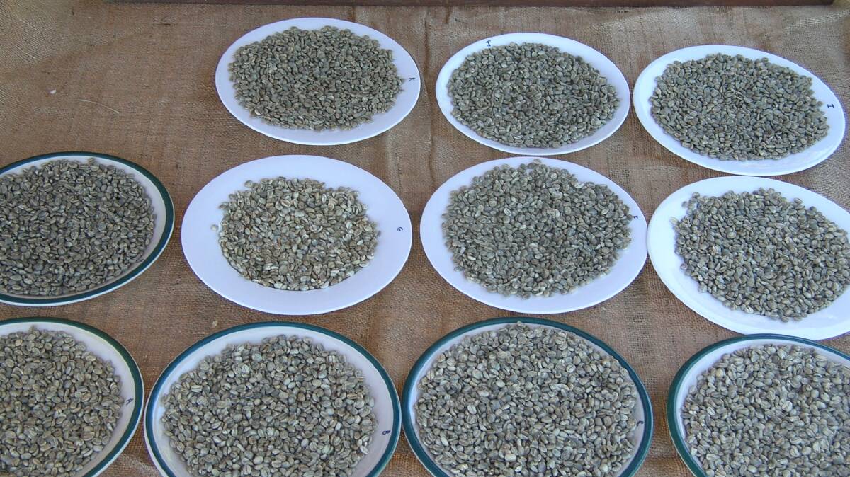 SAMPLE READY:  Raw coffee samples for quality testing, known as dry green bean.