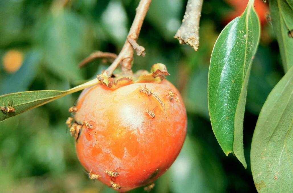 RECRUITS: The National Fruit Fly Council now boasts 17 members including six new horticulture industry representatives to bring a broader perspective to issues concerning the pests.