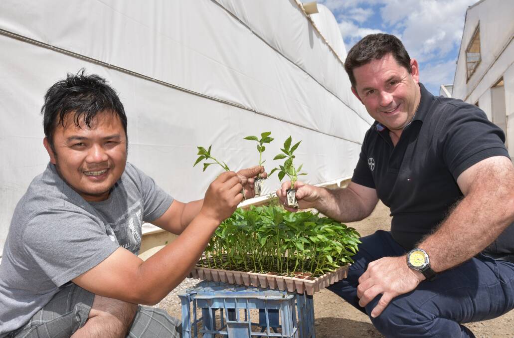 Phong Nguyen, MNV Nursery, Virginia, SA, and Bayer commercial sales representative, Darren Alexander, inspect the good root development of capsicum seedlings that received applications of the biological solution, Serenade Prime.