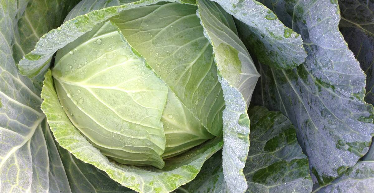 EASY AS: The easy to grow Newton is an adaptable large dual purpose green cabbage for fresh and processing markets, boasting good black rot field tolerance.