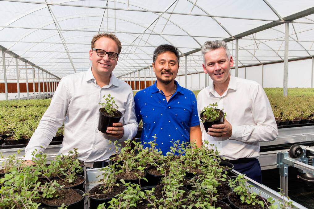 FRESH TECH: Australian Fresh Leaf Herbs co-founders Jan Vydra and William Pham with Coles managing director John Durkan, inspecting the herb production which will now be bolstered with cloud technology. 