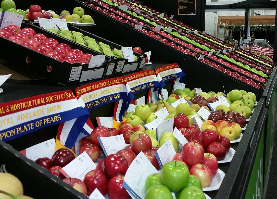 SHINY GOODNESS: The stellar display of apples greeting attendees at the Royal Adelaide Show this year. 