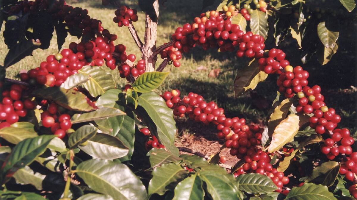 BERRY RIPE: Evenness of ripening is a preferable trait when it comes to coffee varieties.