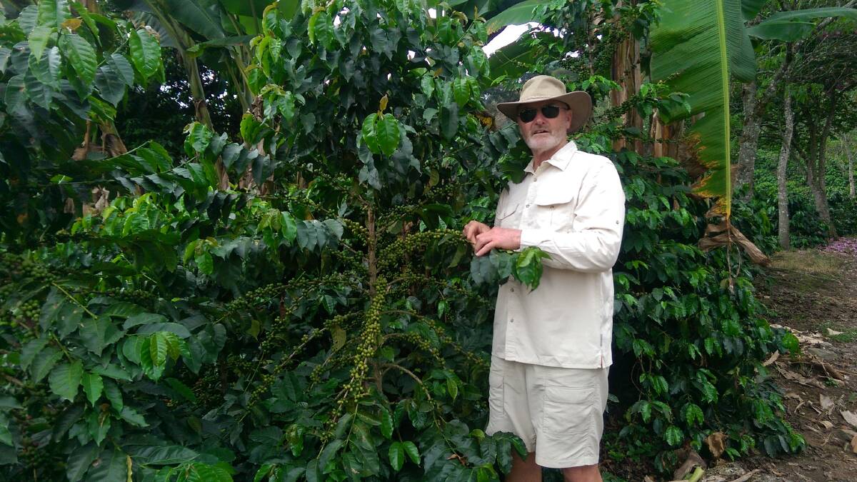 COFFEE MAN: Coffee growing expert David Peasley, Peasley Horticultural Services, inspecting the Castillo variety in Colombia, which has been selected as suitable for growing in the Australian subtropics .