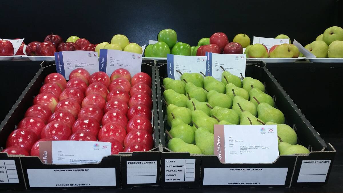SPARKLING WINNERS: The champion trays of apples and pears showing off the best in South Australian produce. 