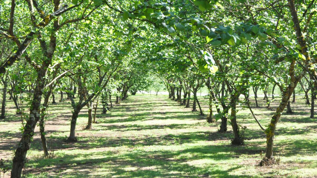 ON ALERT: An Australian hazelnut orchard which could become a host for hazelnut mite which has been detected in Victoria.