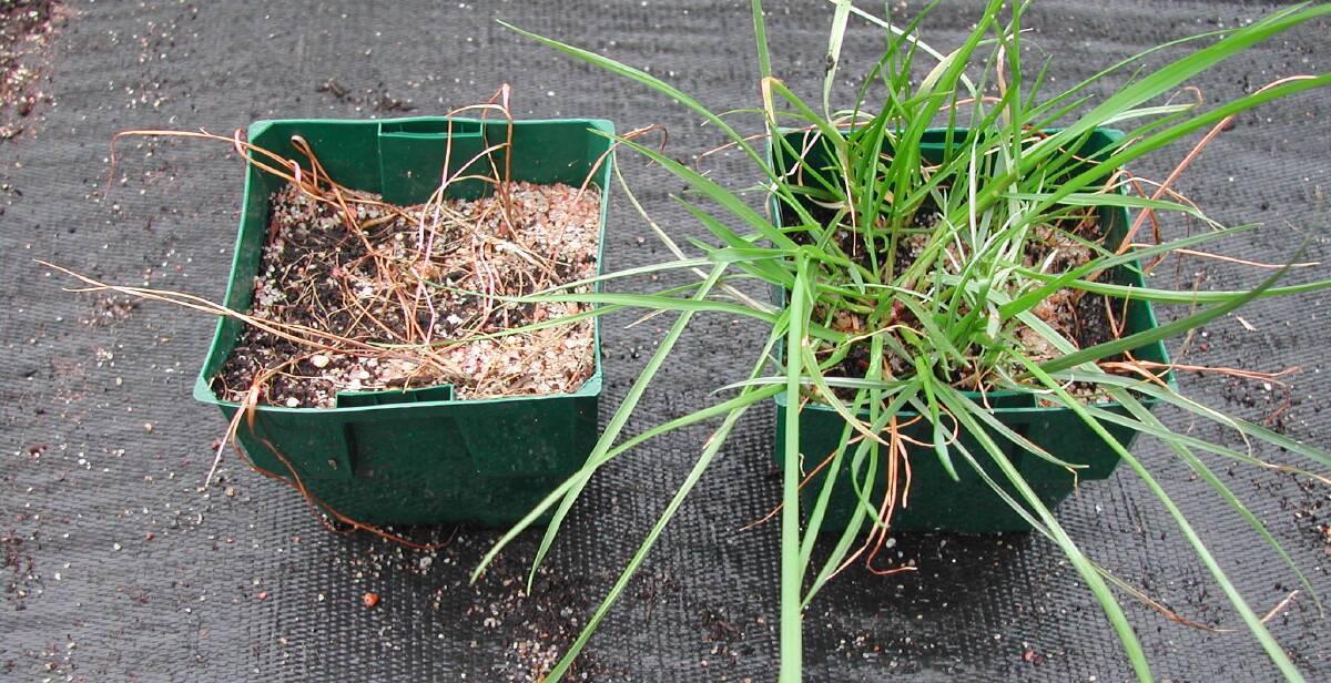 TRIAL RESULTS: Resistant annual ryegrass testing – glyphosate-susceptible annual ryegrass versus resistant annual ryegrass. Photo: WA Ag