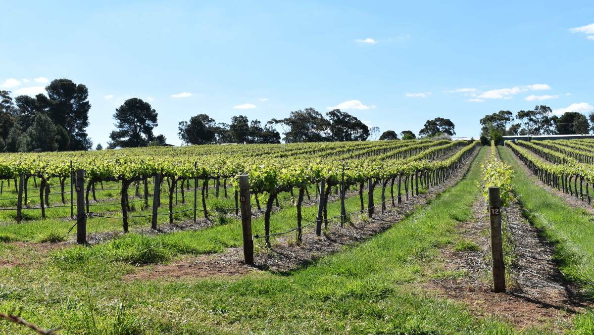 HOME SWEET HOME: Derek Fitzgerald has gone from Batemans Bay to this vineyard in the Barossa.
