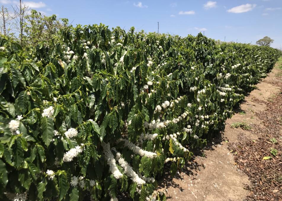 GOOD SIGN: A “light snow” of flowers blanketed the crop at Jaques Coffee in October in a double flowering which should deliver a bumper 2018 crop.