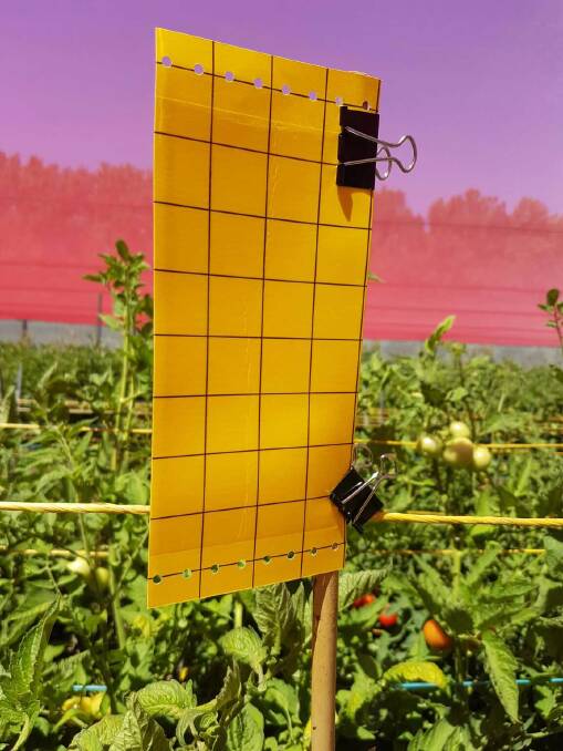 STICK IT: Residents in the south west of Western Australia can help trap and report the tomato potato psyllid using sticky traps.